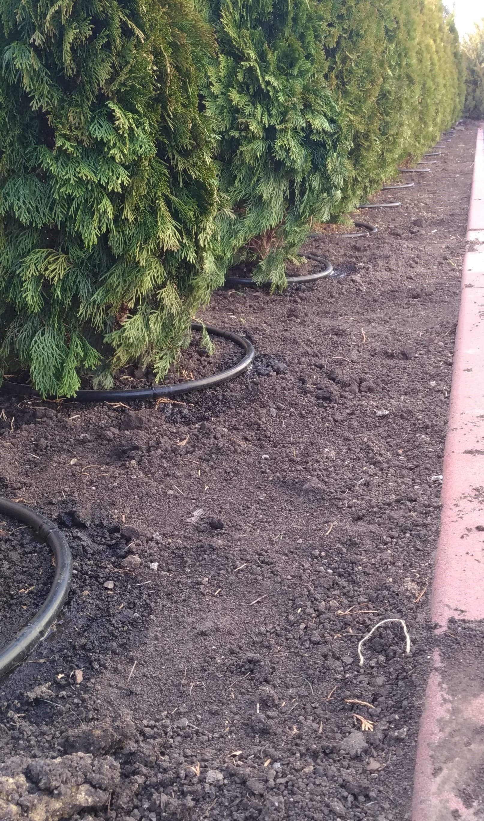 Авто полив Автоматичне поливання туй